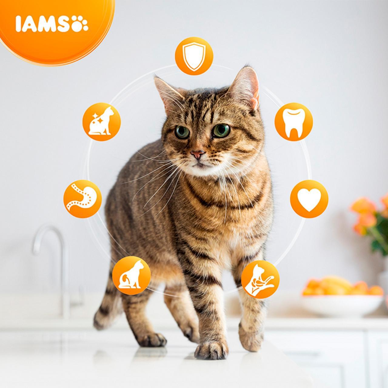 IAMS for Vitality Senior Cat Food With Fresh Chicken 800g Zoom