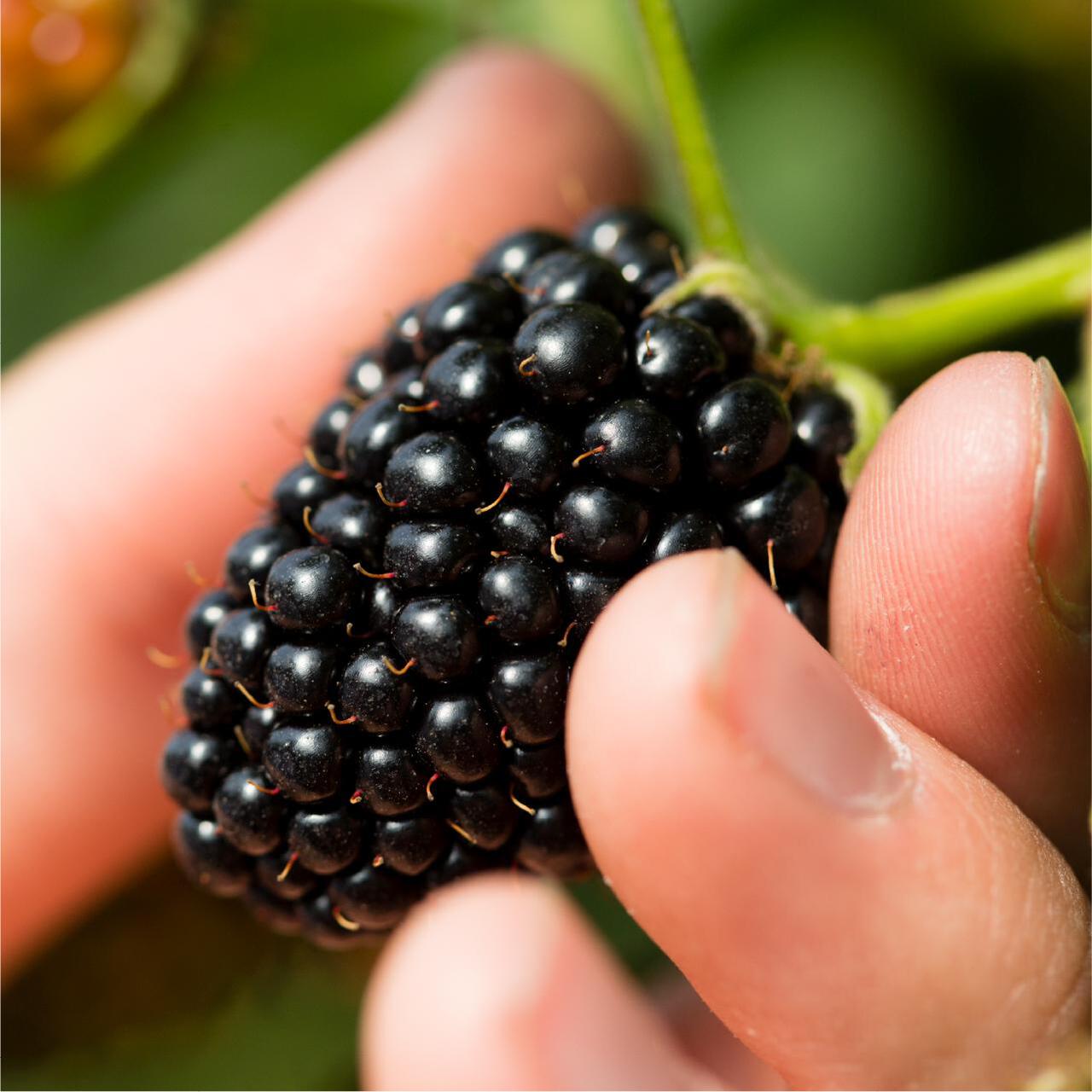 BerryWorld Blackberries 125g