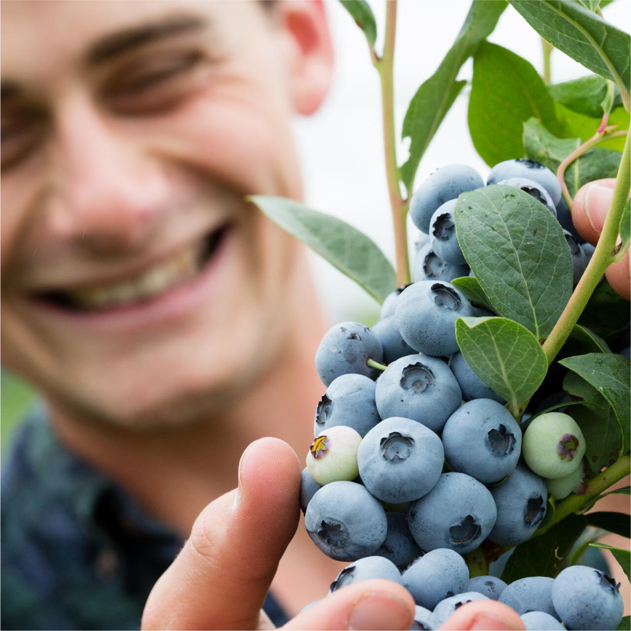 BerryWorld Blueberries 400g