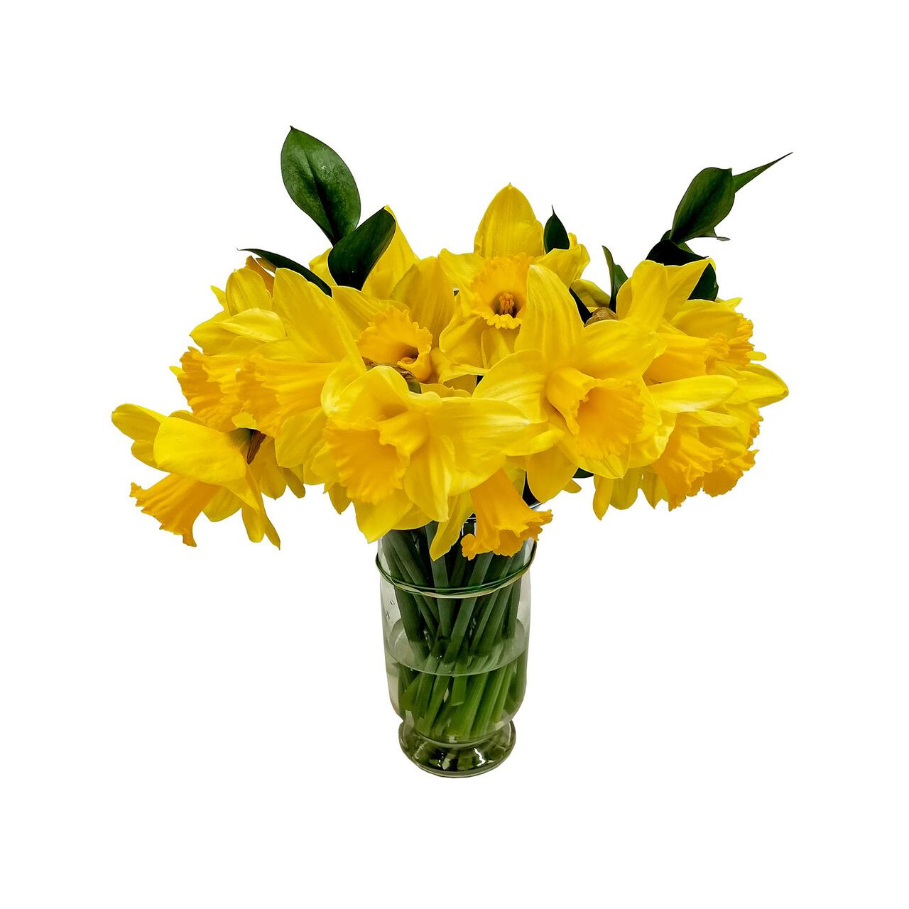 Annabel's Deliciously British Daffodils Cornish Bloom