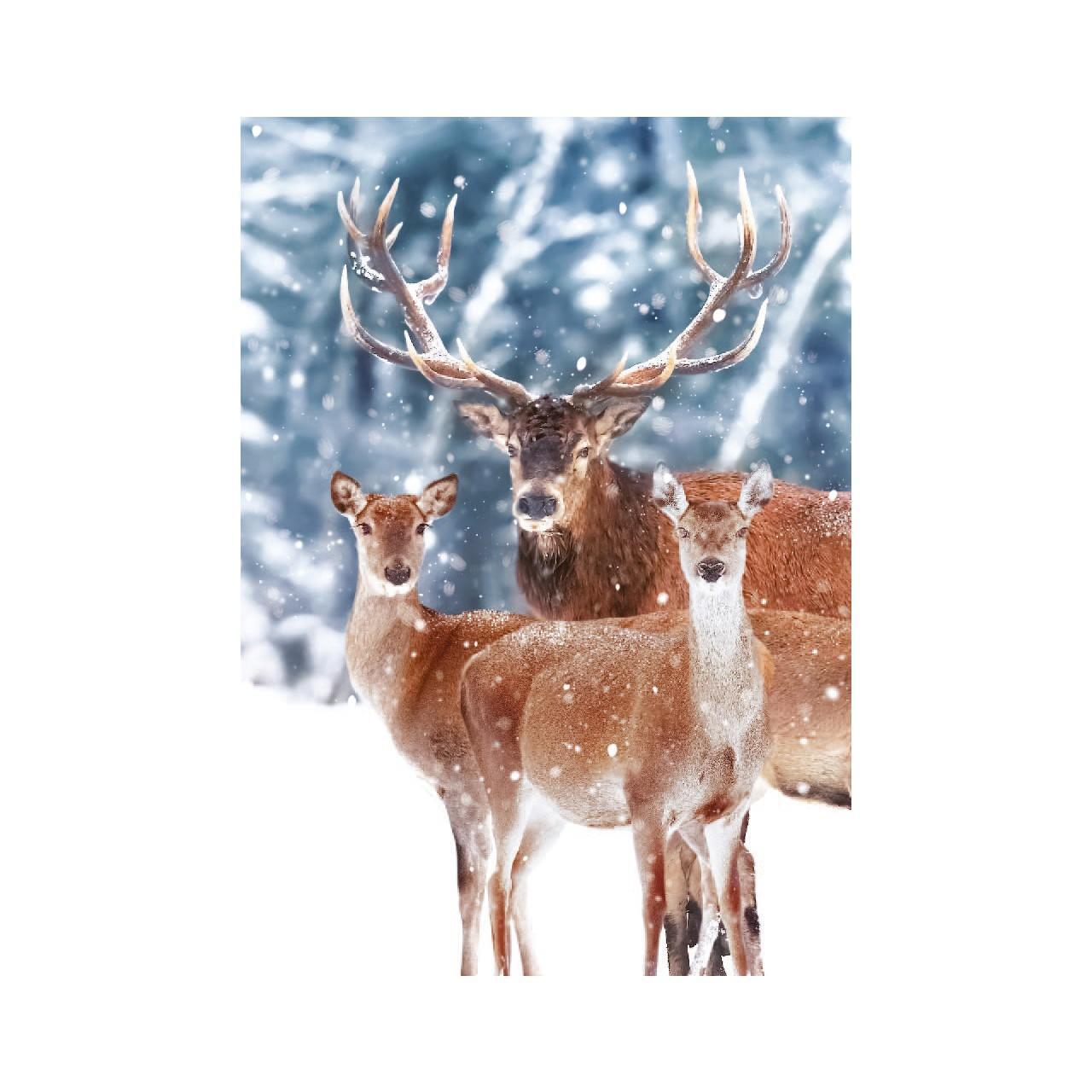 Animals & Flowers Christmas Card Pack 24 per pack